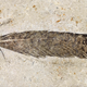 The famous fossil feather.